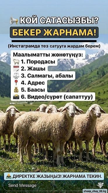 кой базар: Продаю | Овца (самка), Ягненок, Баран (самец) — 5