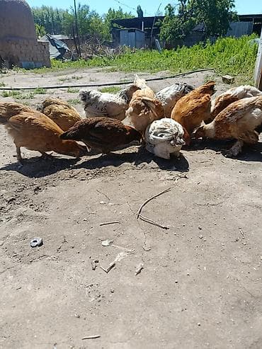 бездомные кошки: Продаю | Куры | Домашняя | Несушки — 1
