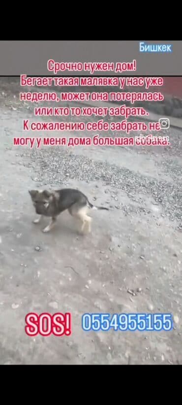 щенки добермана: Срочно нужен хороший любящий хозяин — 7