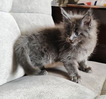 Кошки: Чистокровные котята Мейн-куны от элитных кровей с документами — 8