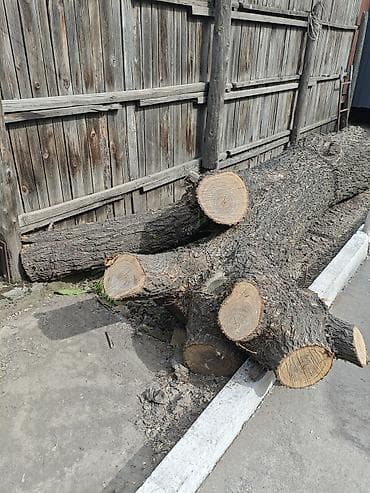 Лесо- и пиломатериалы: Продаётся карагач 🌳 Длина ствола 3 м, диаметр около 66 см. Под слэбы — 5