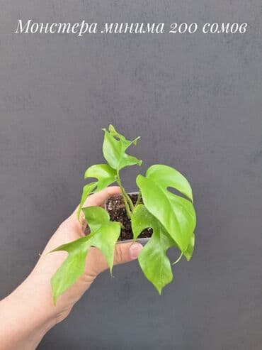 живые растения в аквариум купить: Комнатные растения, цветы (молодые растения, взрослые экземпляры). Не — 24