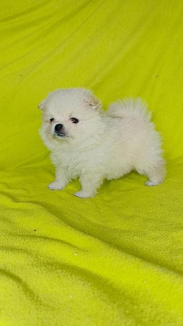 эркек ит: Шпиц, 1 айлык, Эркек — 2