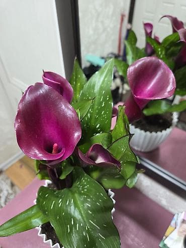 малиновое: Антуриум Андре — комнатное цветущее растение с глянцевыми — 7
