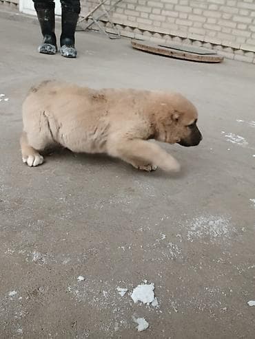 продаю токмок: Щенок, Алабай порядочный средний/крупный тип. Окрас палевый с темной — 5