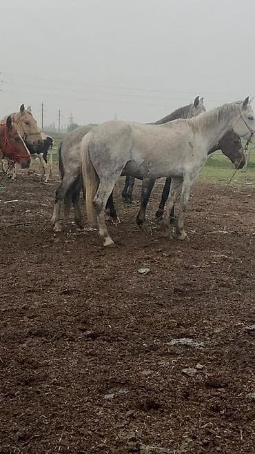 лучший ветеринар бишкек: Продаю | Кобыла (самка) | Рабочий — 10