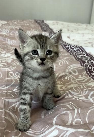 Британская короткошёрстная, 1 месяц, Мальчик, Серый, Метис, Приучена к лотку — 8