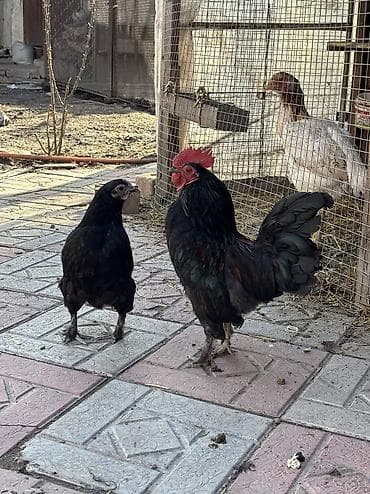 клетки для несущек: Продаю бентамок, молодые, петушок недавно начал топтать — 1