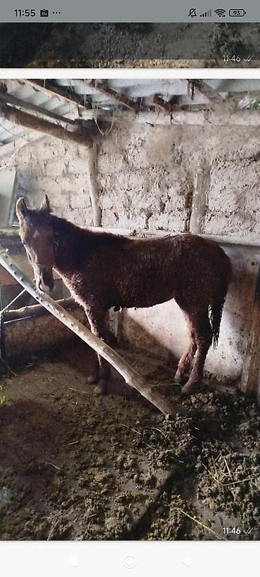 ит мал айдаган: Сатам | Тай | Көбөйтүү үчүн | Асыл тукумдуу — 5