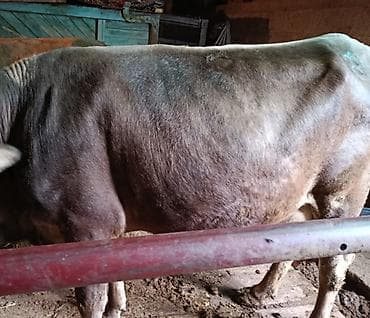 коровы продаю: Продаю | Корова (самка) | Для молока | Привязанные — 2