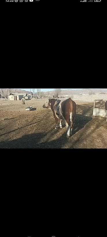 собаки токмок: Сатам | Бука (эркек) | Монбельярд | Көбөйтүү үчүн | Асыл тукумдуу, Жасалма жол менен боозутуу — 3