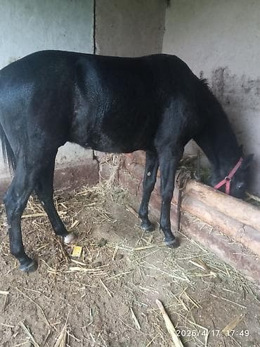 куплю конь: Продаю | Жеребец | Рабочий | Мерин — 2