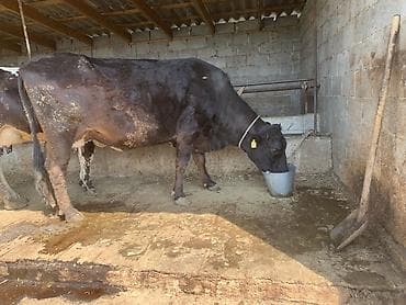 ниппельная поилка для кур: Продаю | Корова (самка) | Для молока | Привязанные — 2