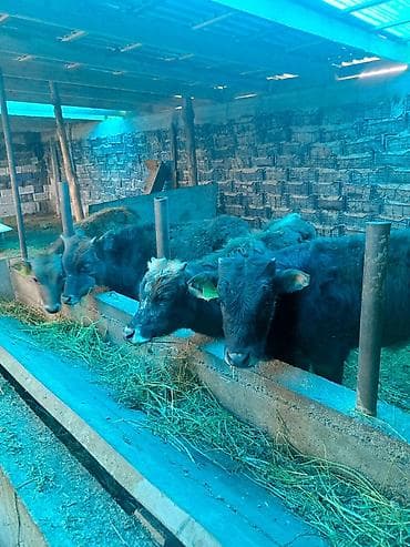 голштин телка: Продаю | Тёлка | На откорм — 1