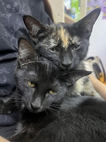 Вязка кошек: Кошка даром: Беспородная, 3 месяца, Девочка, Приучена к лотку — 4