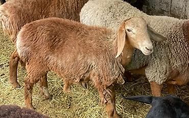 рэгдолл кошка цена: Продаю | Баран (самец) | Для разведения | Матка — 1