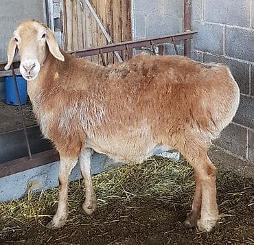 собаки щпиц: Продаю | Овца (самка) | Арашан — 1