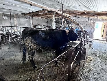 Аквариумы: Продаю | Тёлка | Алатауская | На забой, Для разведения, Для молока — 1