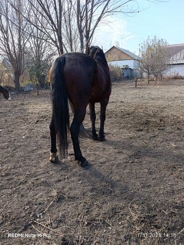 серебристая шиншилла: Продаю | Жеребец | Рабочий | Племенные — 5