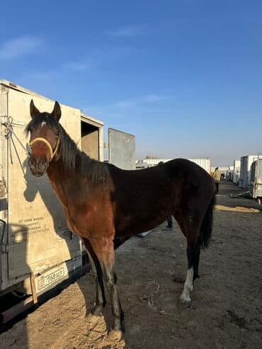 сельскохозяйственные животные продажа: Продаю | Кобыла (самка) | Полукровка, Английская | Для разведения | Племенные — 1