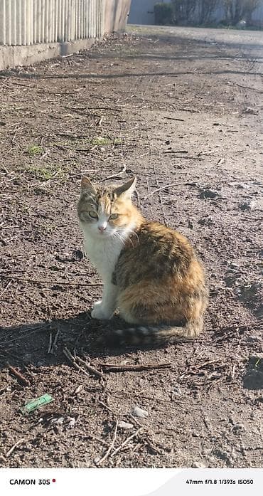 Мышык бекер берем: Мышык бекер берилет: Породасыз, Ургаачы — 9