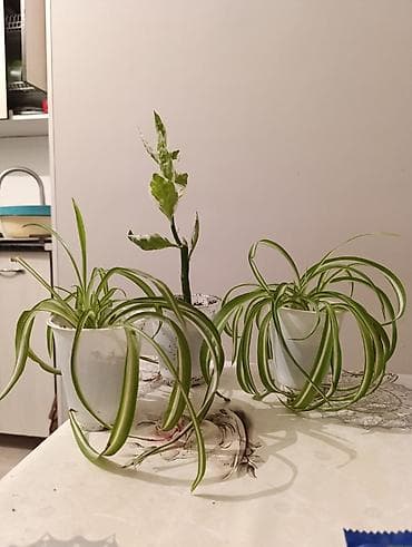 цены орхидеи: Продаются хлорофитум и педилантус цена за штуку 100с Идеально: - для — 4