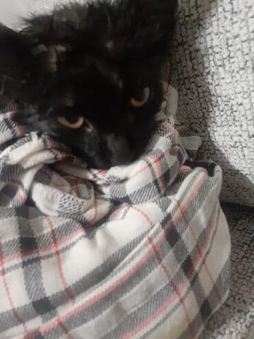 Кемирүүчүлөр: Котёнок чёрного окраса с мягкой полудлинной шерстью. Яркие янтарные — 3