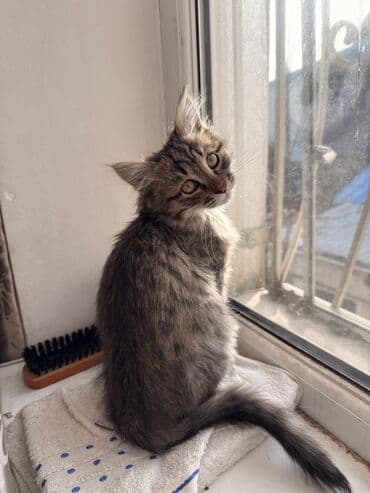 питомник чихуахуа бишкек: Роня, мальчик, родился 24.08.2025 — активный, весёлый и очень — 8