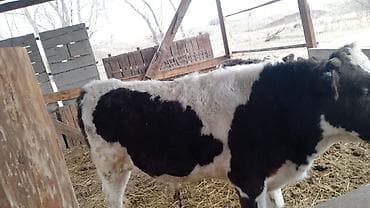 мал сату: Сатам | Бука (эркек) — 5