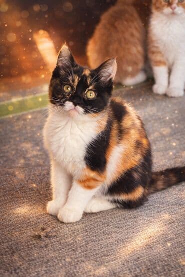 3 месяца, Девочка, Приучена к лотку