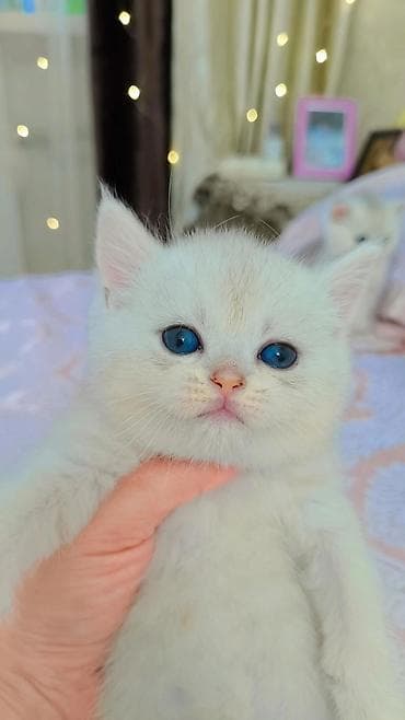 сиамская кошка стоимость: Выставляется на продажу чистокровный шотландский мальчик в окрасе — 2
