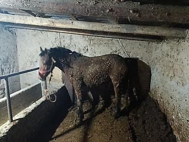 гнёзда для кур: Продаю | Кобыла (самка) | Полукровка | Рабочий — 1