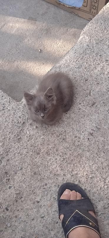 маленькие котята бесплатно: Котята, пушистые малыши ждут своих любящих хозяев. Описание: - — 2