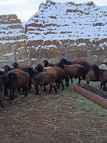 Кочкор районуна мал караганга чабан керек. семейный же бой болсо деле