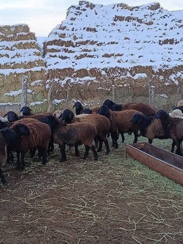 работа в венгрии: Кочкор районуна мал караганга чабан керек. семейный же бой болсо деле — 1