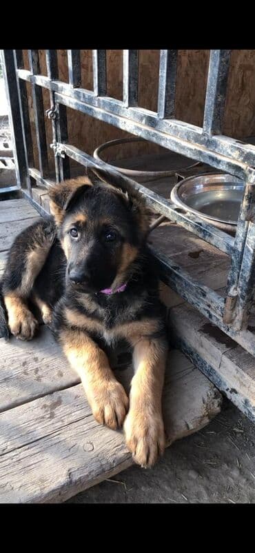 Аквариумы: Продаются чистопородные щенки немецкой овчарки! Дата — 25