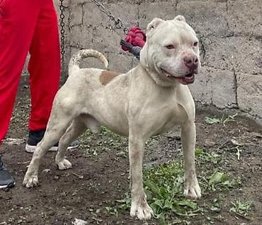 куплю собаку в бишкеке: Питбуль, 8 месяцев, Самец — 1