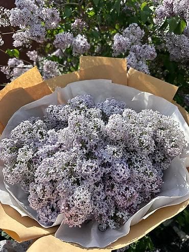 цвети: Букеты по 400 2000 ЗВОНИТЕ ЗА ЛЮБУЮ ЦЕНУ ДЕЛАЕМ в комбинацию белой — 1