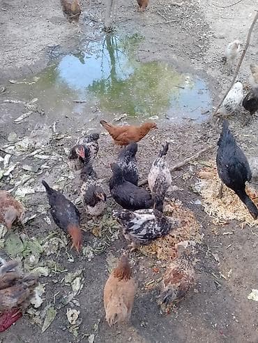 продажа кур: Домашняя молодка/петушки, дворовая птица смешанных пород. - Возраст — 1