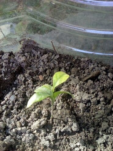 облепиха саженцы: Продаю лимоны, апельсины саженцы 1 года, растение крассула или — 2