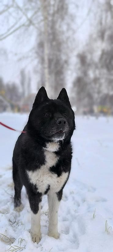 акита американская цена: Собака даром: Акита-ину, 3 года, Самец, С родословной — 4