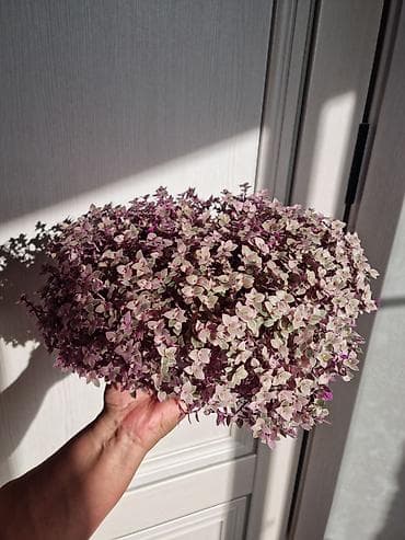 4 pot: Кализия!!! Компактный пышный куст с множеством мелких двуцветных — 2