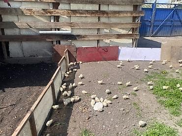 карлик петух: Продаю | Цыплята | Хай-Лайн Соня Грей | На забой — 1