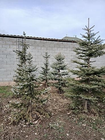 неделю: Саженцы деревьев: Ели, Самовывоз — 5