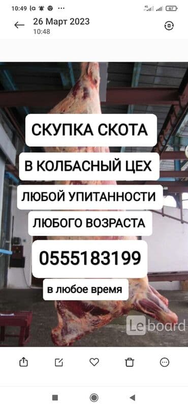 Куплю | Коровы, быки, Лошади, кони, Другие с/х животные | Круглосуточно, Любое состояние, Забитый