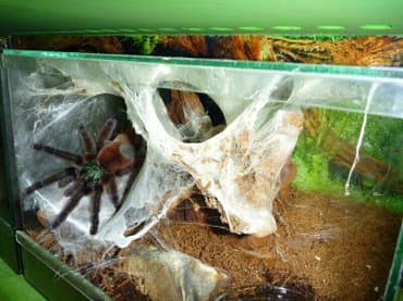 зоомагазин бишкек рядом: Террариумы для экзотических питомцев — 4