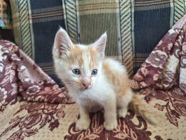 китайская кошка: 2 месяца, Мальчик, Метис — 3