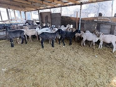 Козы, козлы: Продаю | Ягненок | Полукровка | На забой | Ярка — 3