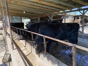 куплю каров: Продаю | Бык (самец) | На забой | Привязанные — 1