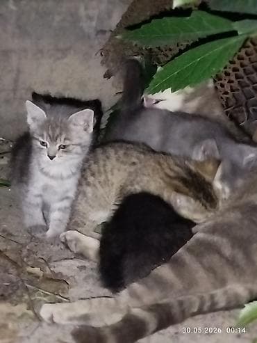 сиамская кошка даром: Отдам даром в хорошие руки. Котята, помёт разной окраски: - Чёрный — 7